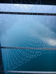 spider web with dew drops