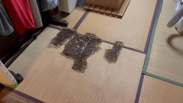 JAPAN : View of old tatami (Japanese style straw mat) eaten by termites (white ants).