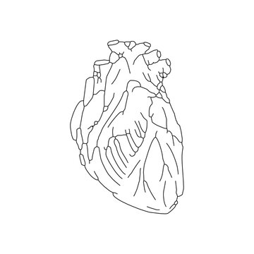 Anatomical heart hand drawing isolated