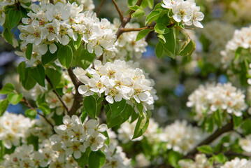 Branch of blossoming apple tree in spring on a sunny day. Spring white flowers