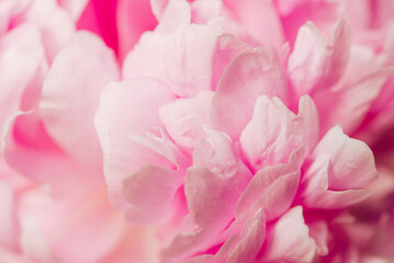 pink peony flower, natural flowery background, blur macro petals pastel color, soft focus, close up