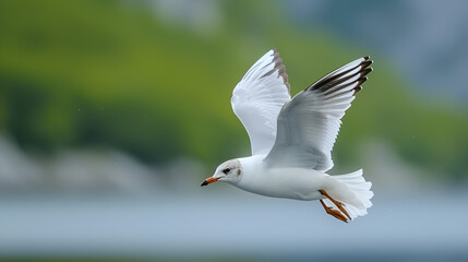  Common Black headed Gull Larus ridibundus birds of Montenegro. generative ai 