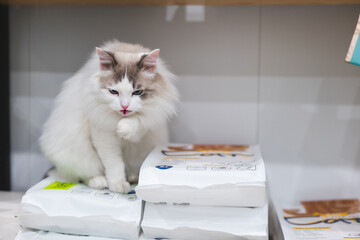 Domestic cute Ragdoll cat interacts with people,pet store,pet hospital