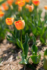 Vibrant orange tulips in spring bloom