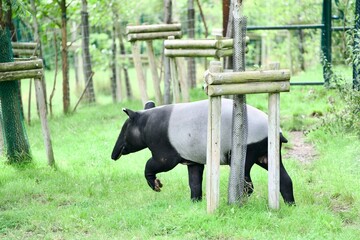 Malayan tapir in zoo