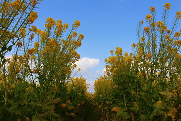 菜の花