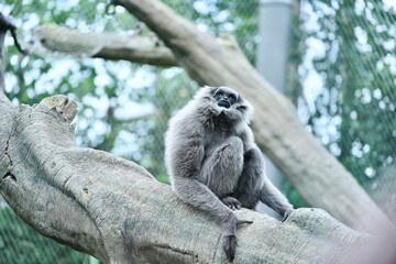 Obraz premium Monkey on trees