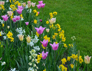Frühlingsblumen blühen bunt