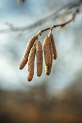 Frozen in time, hazelnut buds await the spring thaw, a testament to nature's resilience and the...