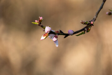 Prunus dulcis. Almond flowers. Flowering almond tree in the garden. Blooming pink flowers on the branches