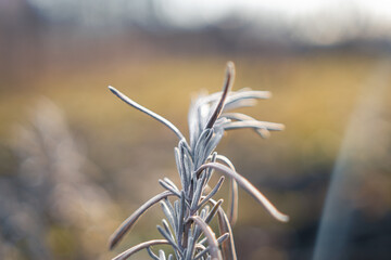  In the heart of February, artemisia stands resilient, its winter demeanor revealing nature's enduring grace and seasonal tranquility