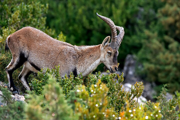 Macho de cabra hispánica pirenaica en la cima, en el parque natural de Cazorla, Segura y Las...