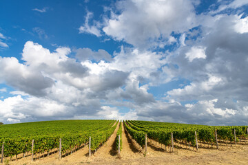 View of a sloping hillside with rows of wine plants in a vineyard in Tuscany, Italy with a dramatic white clouded blue sky as background