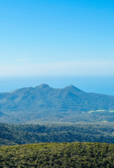 Alpine tussock, Egmont National park, New Zealand
