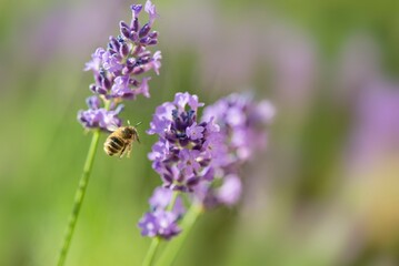 .lavender blooming in a garden with an honey bee flying next to flower..