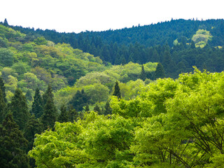Obraz premium 新緑の山の風景