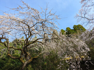 しだれ桜のある山の風景（和歌山県新宮市）