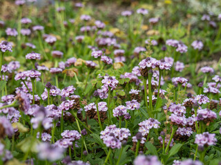 イワダレソウの花