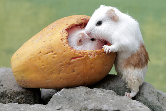 Two baby guinea pigs are eating ripe papaya that fell to the ground. This rodent mammal has the scientific name Cavia porcellus.