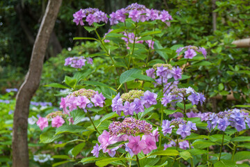 ガクアジサイの花