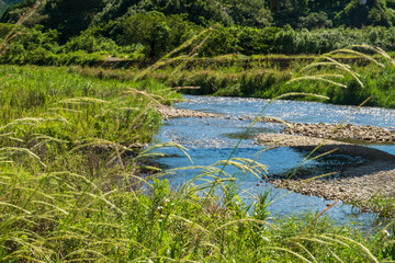 尾呂志川の夏の風景