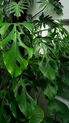 Monstera accacoyaguensis