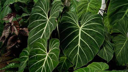 Philodendron gloriosum heart leaves, dark foliages, indoor plant natural garden