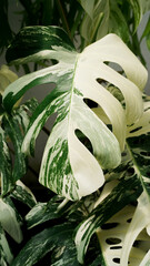 Monstera borsigiana variegated albo © lacastudio