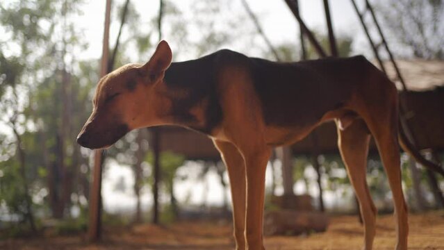 Sleepy dog tries to soak up some warm sunrays on sunny days.