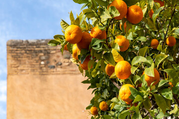 Close up view of an orange tree filled with ripe orange colored fruit and out of focus one of the...