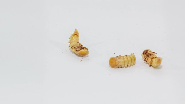 hatching of mealworm beetle time lapse