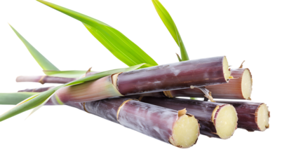 Sugarcane isolated on transparent background