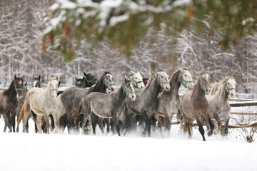 Herd of horses run across the field. A large herd of beautiful horses gallops across on pasture wintertime