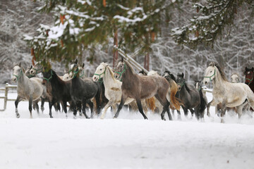 Obraz premium Herd of horses run across the field. A large herd of beautiful horses gallops across on pasture wintertime