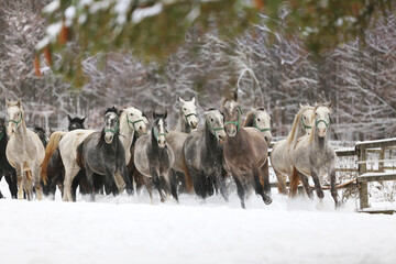 Herd of horses run across the field. A large herd of beautiful horses gallops across on pasture...