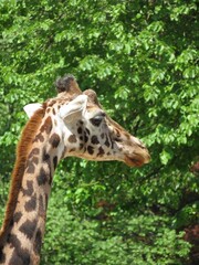 Girafe