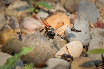 CloseupOrange-bottomed big-eyed bee walks for food on the rocky ground beside a river in the forest.