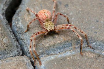 Selective Focus A large, red-haired, menacing-looking arachnid lay on the ground. See the amazing details of the spider.