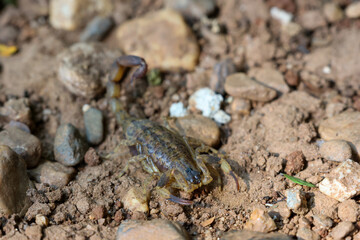 Close-up of Hottentotta tamulus, a small scorpion in Thailand. Small, fast But the venom is more powerful than a large scorpion. Likes to secretly hide in piles of clothes and under tree bark.