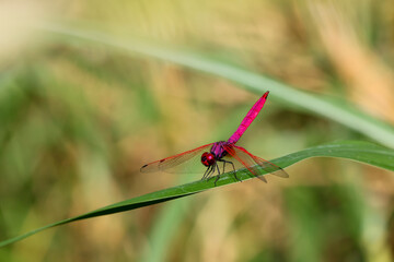 elective focus pink dragonfly sitting on the grass in the green background forest. Dragonfly with amazing colors Chomphu color is beautiful, strange and amazing, a small nature that is hard to find.