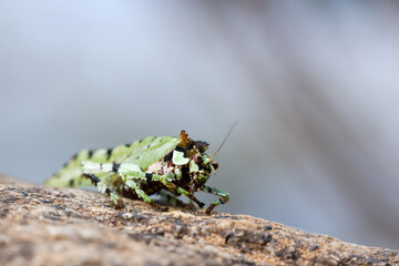 Selective focus  Trachyzulpha Katydid is a stunning green grasshopper with a speckled pattern...