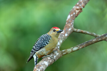 Red-crowned woodpecker (Melanerpes rubricapillus), species of bird in the subfamily Picinae of the...