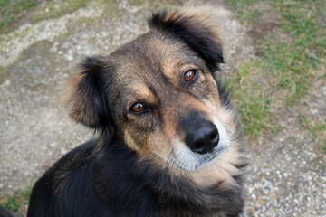 Sad looking dog looking at the camera