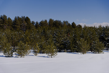 Snow covered Pine Trees on the side of a mountain.