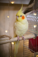 Beautiful photo of a bird. Ornithology.Funny parrot.Cockatiel parrot.
Home pet yellow...