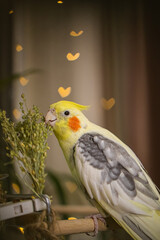 Cockatiel parrots.Funny parrots.Cockatiel pets.Bird with a crest.Cute animal.Funny bird.Cockatiel.Parrots are playing.
Caring for pets.Birds.Animals.Cute cockatiel.Home pet parrot.The best birds.