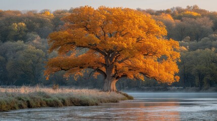 autumn trees by the river. Big oak tree