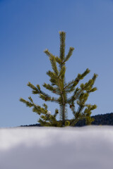 Snow covered Pine Trees on the side of a mountain.