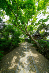新緑が美しい頃の京都鷹峯源光庵の風景