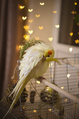 Beautiful photo of a bird. Ornithology.Funny parrot.Cockatiel parrot.
Home pet yellow...